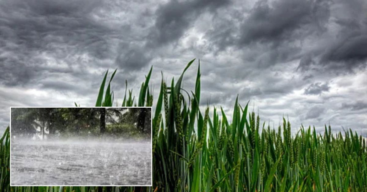Full Rains: నేటి నుంచి మూడు రోజుల పాటు రాష్ట్రవ్యాప్తంగా వర్షాలు! పలు జిల్లాలకు ఎల్లో అలర్ట్.. 20కి పైగా జిల్లాల్లో..