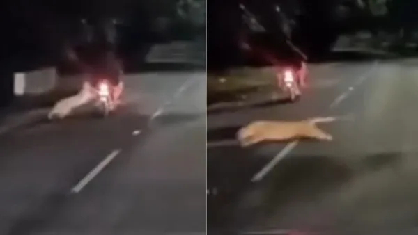 Tirumala Latest Updates: తిరుమల నడకమార్గాల్లో హైటెక్ భద్రత.... చిరుతల కదలికలపై టీటీడీ డ్రోన్ నిఘా!