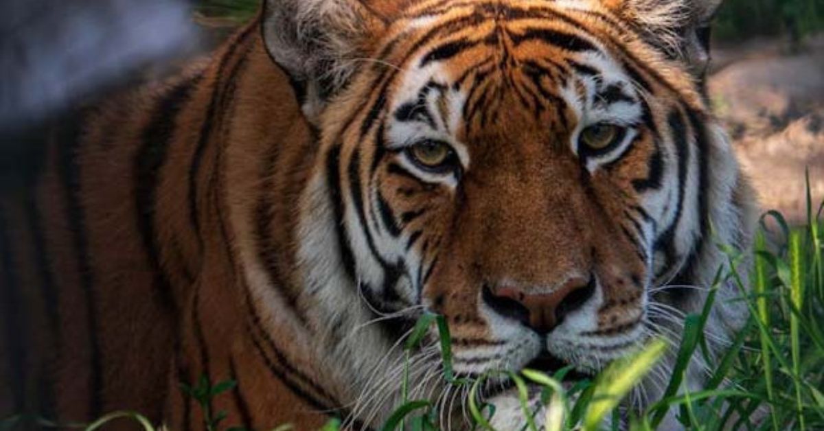 Polavaram: పెద్దపులి కలకలం.. రాత్రి వేళల్లో ఇళ్లలోనే ఉండండి! గిరిజన గూడెంలకు అటవీ శాఖ అధికారుల కీలక సూచనలు.