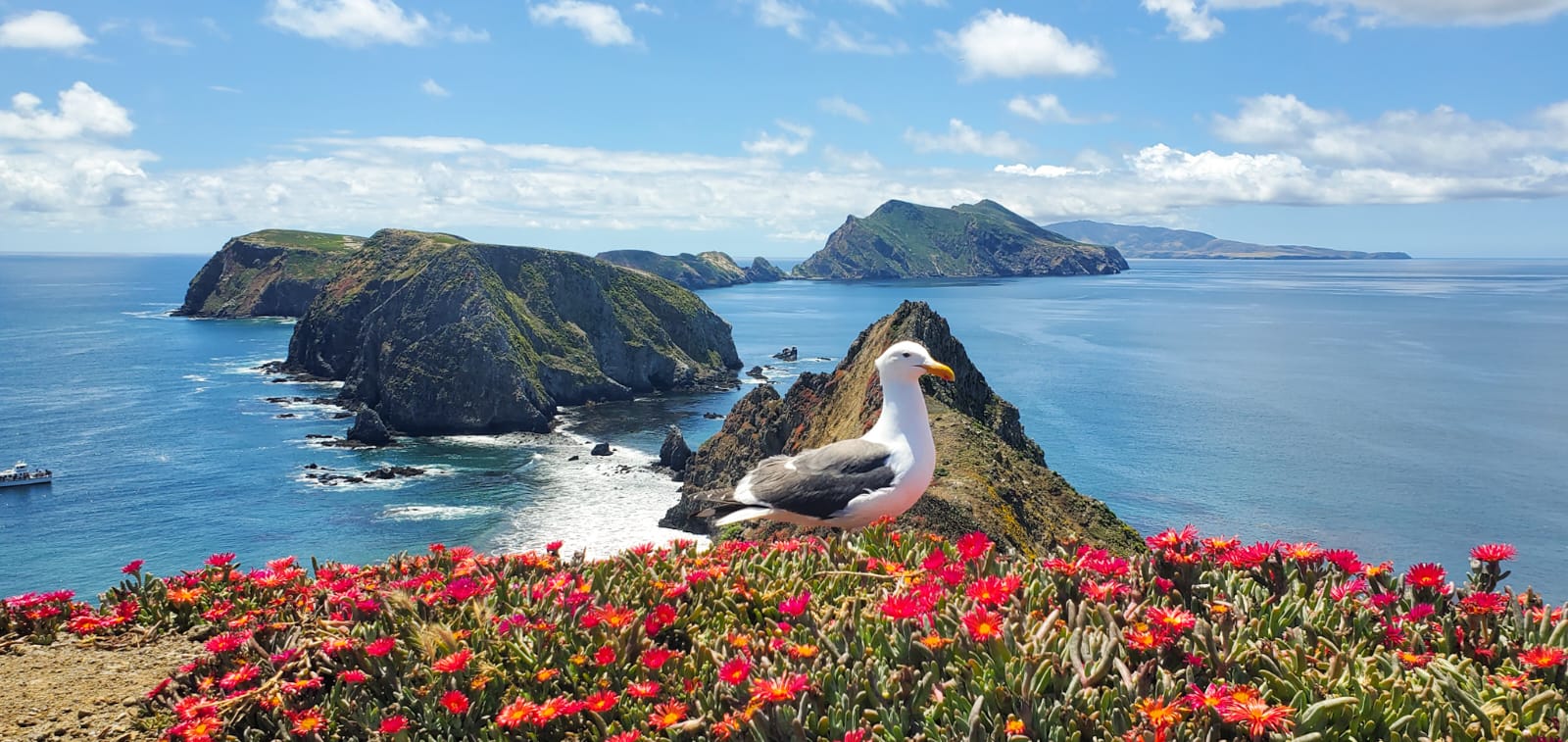 Channel Islands: అమెరికా తీరంలో ఒక రహస్య ప్రపంచం.. అంతరించిపోయాయనుకున్న జీవాలు మళ్ళీ ఎలా వచ్చాయి?