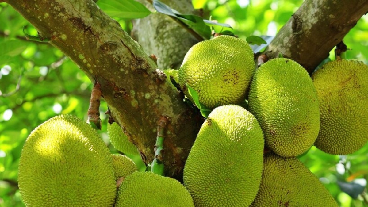 Health Tips: వీరు ఈ పండు అస్సలు తినకూడదు... తింటే బాడీ లో ఆ పార్ట్ పనిచేయదట!