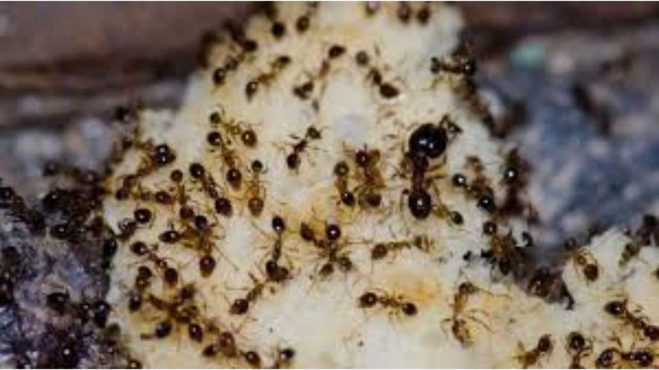 Natural Tips: ఇంట్లో చీమల బెడద ఎక్కువగా ఉందా? ఈ సింపుల్ చిట్కాలతో చెక్ పెట్టండి!