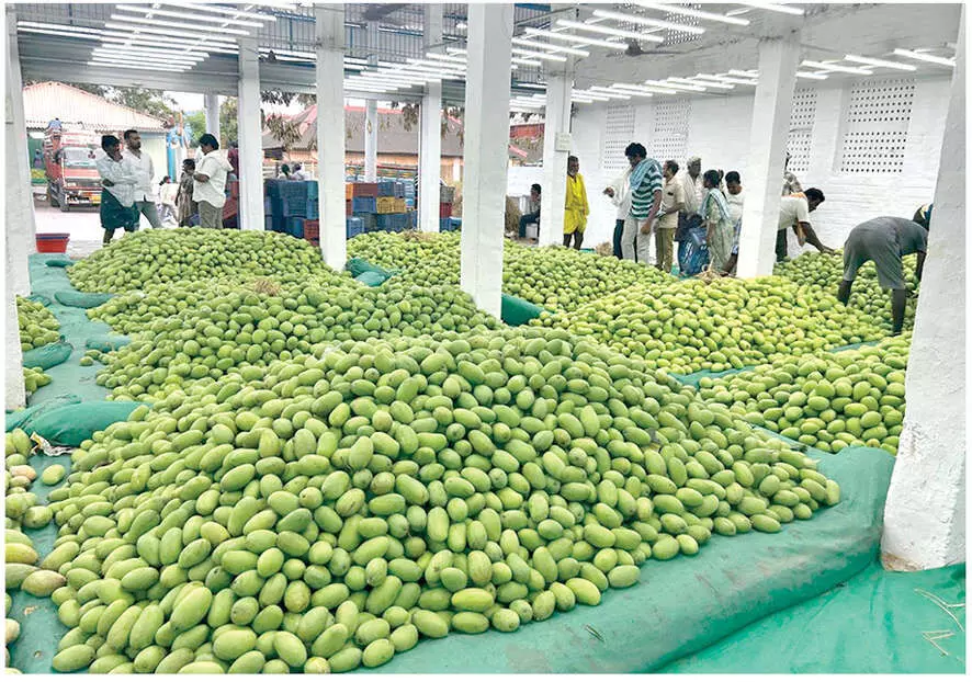 Mango Price Drop: రైతులకు తప్పని కష్టాలు... సగానికి పడిపోయిన మామిడి ధరలు!