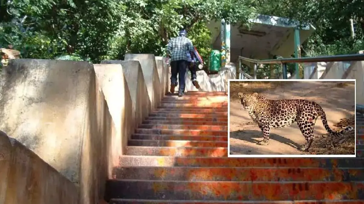 Tirumala Latest Update: శ్రీవారిమెట్ల మార్గంలో చిరుత కలకలం...  భక్తులకు టీటీడీ కీలక సూచనలు!