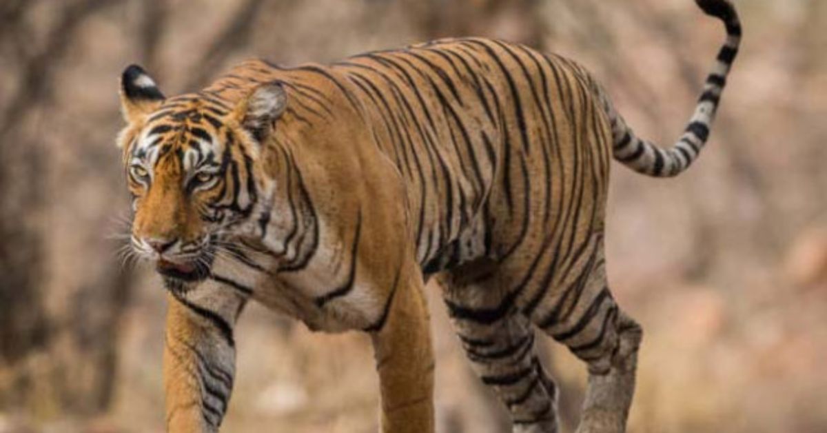 Rajamahendravaram: అటవీశాఖ హై అలర్ట్.. రాజమండ్రి పరిసరాల్లో నిరంతర గస్తీ.. పులి కదలికలపై ప్రత్యేక నిఘా..