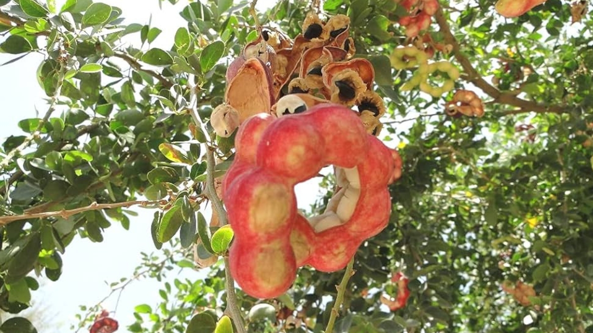 Monster Tree: నేలతల్లికి శాపంగా మారిన రాక్షసి చెట్టు.... సీమ చింత వెనుక భయంకరమైన చరిత్ర!