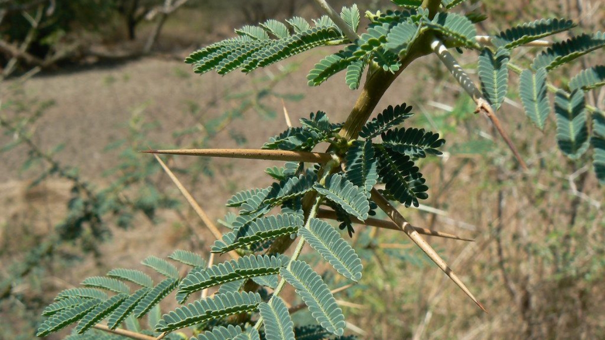 Monster Tree: నేలతల్లికి శాపంగా మారిన రాక్షసి చెట్టు.... సీమ తుమ్మ వెనుక భయంకరమైన చరిత్ర!