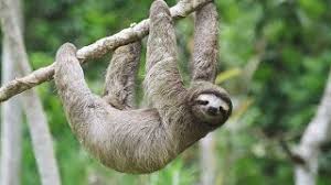 Wildlife Secrets: బద్ధకానికే బ్రాండ్ అంబాసిడర్ ఈ జీవి.. రోజుకు 20 గంటల నిద్ర... తిన్న తిండి అరగడానికి నెల రోజులు!!