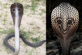 Snakes Revenge: పాములు పగ పడతాయా? 99 శాతం మందికి తెలియని నిజం!