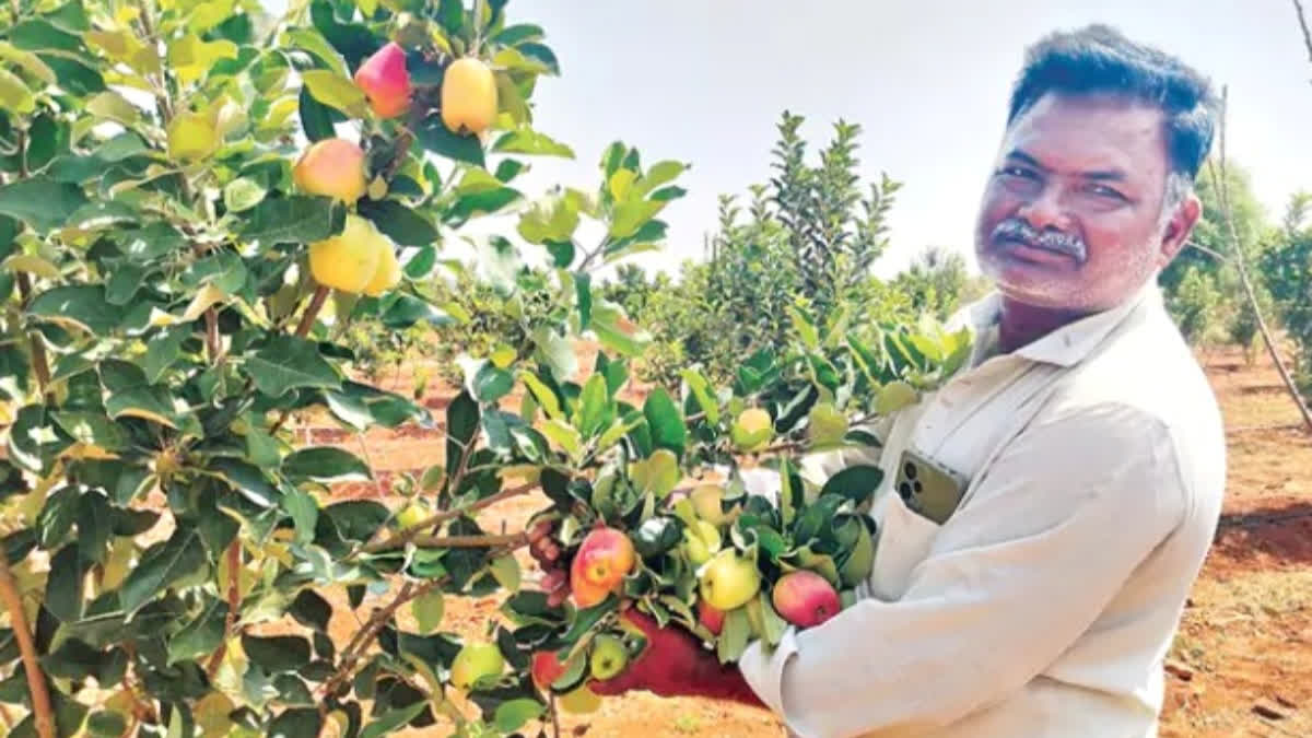 Anantapur Apple: సంచ‌ల‌నం... కాశ్మీర్ ఆపిల్‌కు గ‌ట్టి పోటీనిస్తున్న 'ఆంధ్రా ఆపిల్'!!
