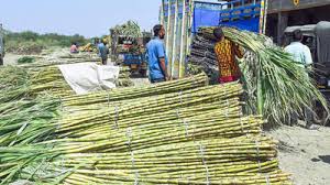 Farmers: చెరకు రైతులకు కేంద్రం భారీ ఊరట... క్వింటాల్‌కు రూ.365గా మద్దతు ధర ఖరారు!!