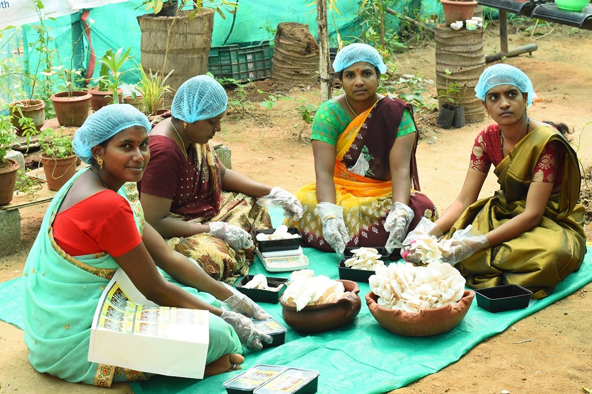 Dwakra womens: డ్వాక్రా మహిళలకు కూటమి ప్రభుత్వం బంపర్ ఆఫర్: రూ.13,000 కోట్లతో 'ఏపీ మష్రూమ్ మిషన్'.. భారీ సబ్సిడీతో పుట్టగొడుగుల సాగు!
