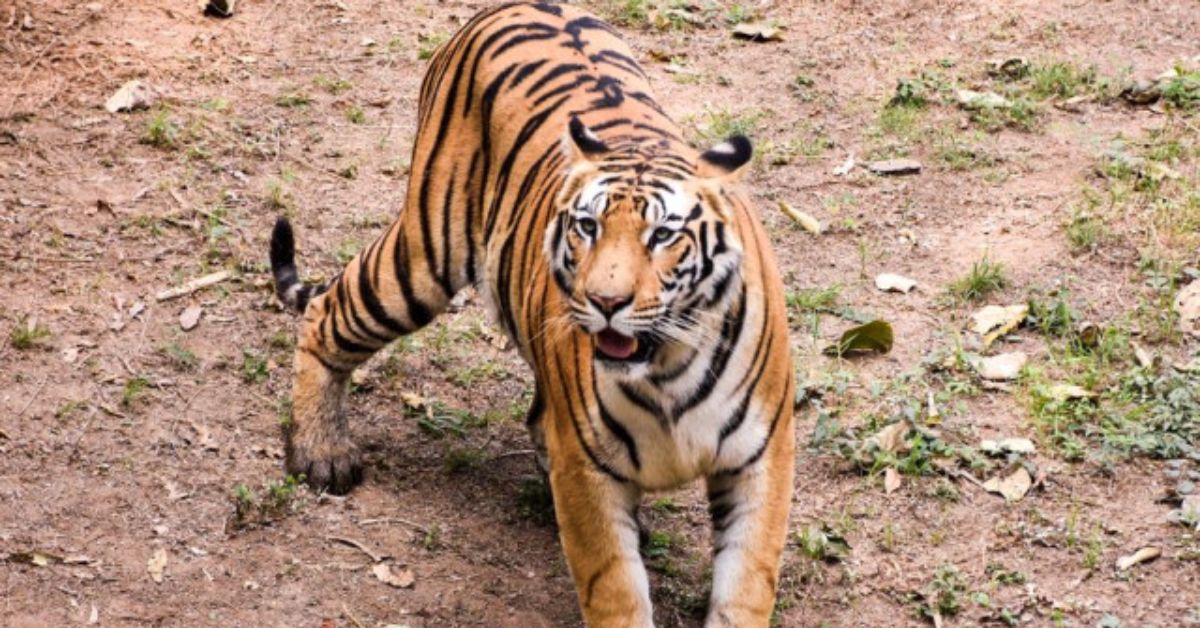 Tiger Attack: ఘోరం.. నలుగురు మహిళలను వేటాడి చంపిన పులి! తప్పించుకునే ఛాన్స్ ఇవ్వకుండా..