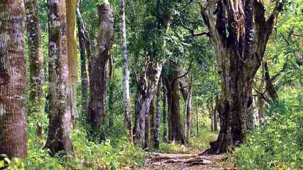 Green AndhraPradesh: దేశంలోనే అటవీ విస్తీర్ణంలో అగ్రస్థానంలో ఆంధ్రప్రదేశ్!