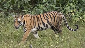 Tiger Scare: పొలాల్లో పులి అడుగుజాడలు... భయాందోళనలో స్థానిక గ్రామాల ప్రజలు!