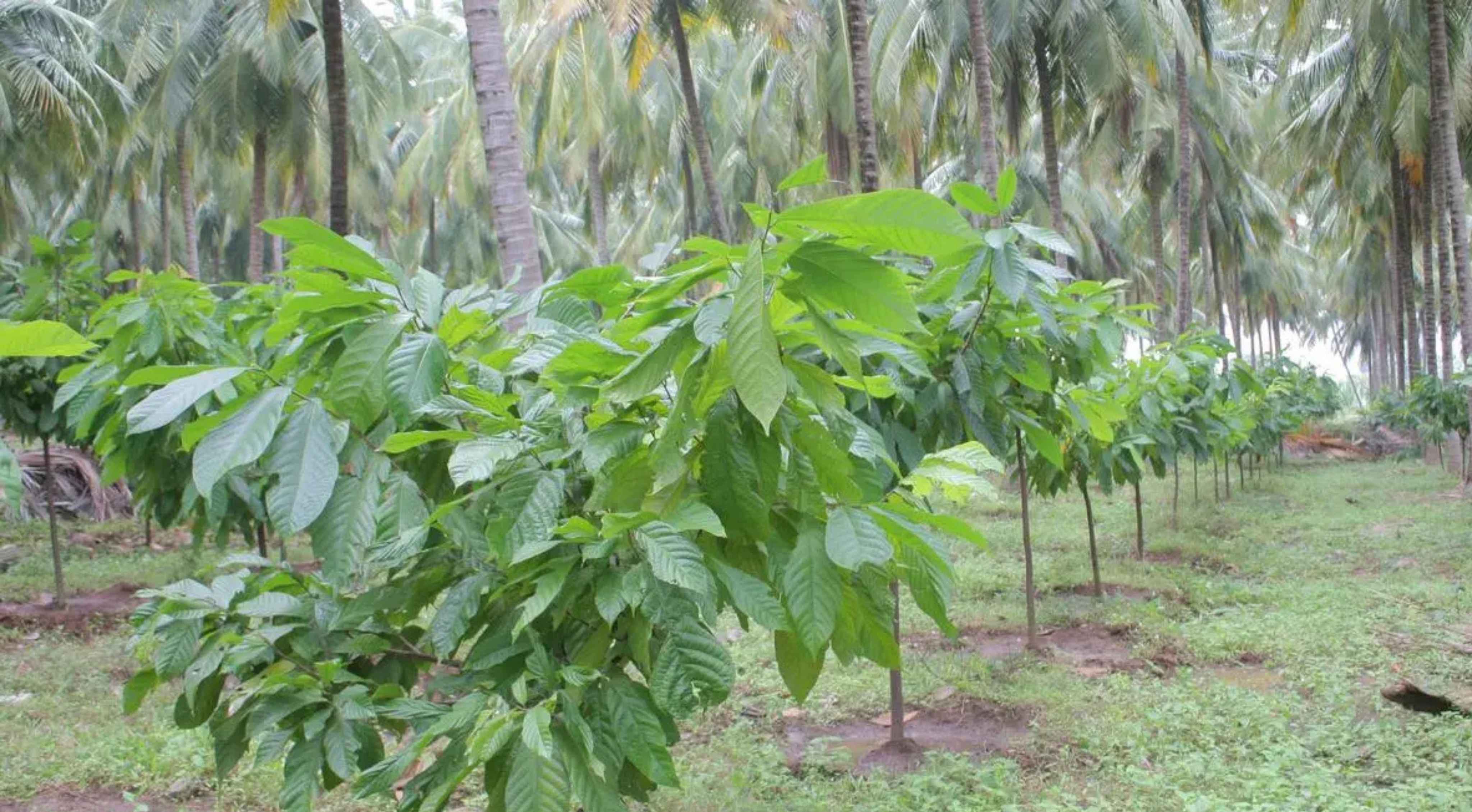 TN Farmer: నష్టాల్లో ఉన్న కొబ్బరి రైతు… ఇప్పుడు ఎకరానికి లక్షల ఆదాయం.. అసలు కథ ఇదే!