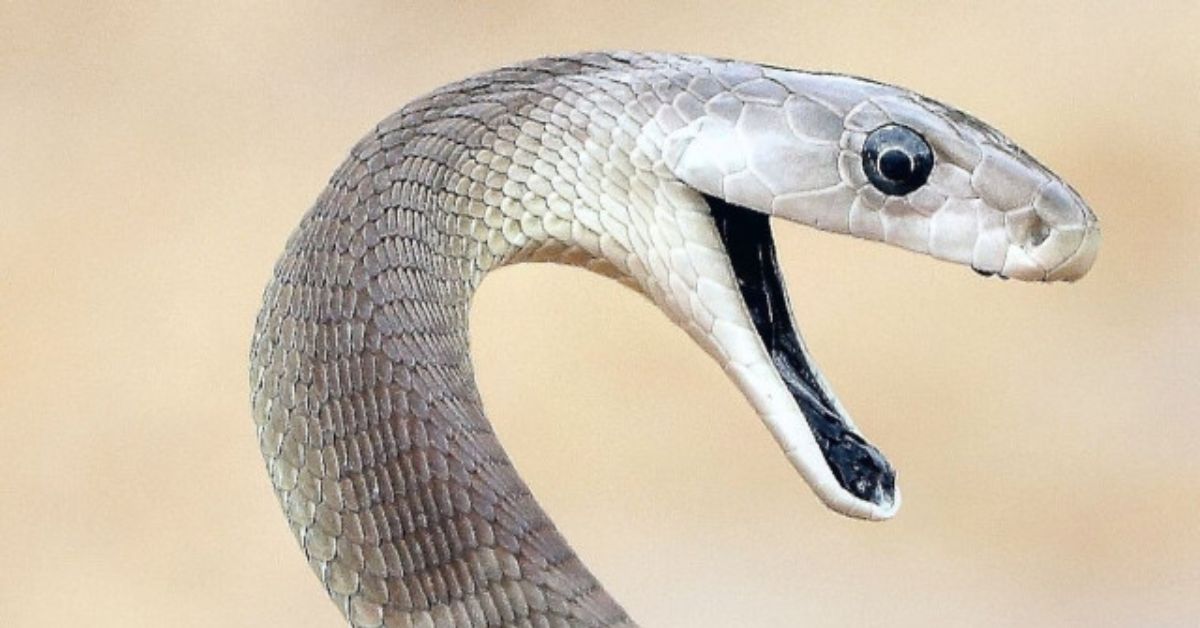 Black Mamba: ఈ పాము కరిస్తే అంతే సంగతులు.. కేవలం 20 నిమిషాల్లోనే.. గంటకు 19 కిలోమీటర్ల వేగం..