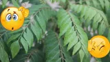 Curry Leaves: కరివేపాకును ఏరి పారేస్తున్నారా?.. అయితే మీ శరీరానికి అవసరమైన అమృత భాండారాన్ని కోల్పోయినట్లే!