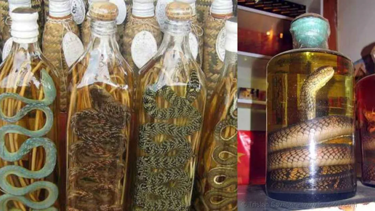 Snake Wine: ఏంటి.. పర్యాటకులను ఆకర్షిస్తున్న వింత మద్యం.. మందులో పాము... ఆ రుచికి కోట్లాది మంది ఫిదా!