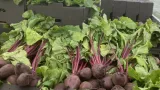 Beetroot: బీట్‌రూట్ ఆరోగ్యానికి మంచిదే.. కానీ ఆ సమస్యలు ఉన్నవారు దూరంగా ఉండాల్సిందే! ప్రతి 100 గ్రాముల్లో..
