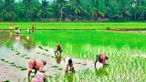 AP Farmers: రైతన్నకు అండగా ప్రభుత్వం... ఎమ్మార్పీ ధరలకే ఎరువుల పంపిణీ.. ప్రత్యేక విజిలెన్స్ బృందాల నిఘా!