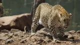 Leopard Attack: నాలుగేళ్ల చిన్నారిని లాక్కెళ్లిన చిరుత.. ఈ తండ్రి సాహసానికి సలాం అనాల్సిందే! రియల్ లైఫ్ ‘సింహం’..