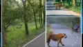 tiger spotted on srisailam hyderabad highway munnanur motorists gripped by fear in kurnool district
