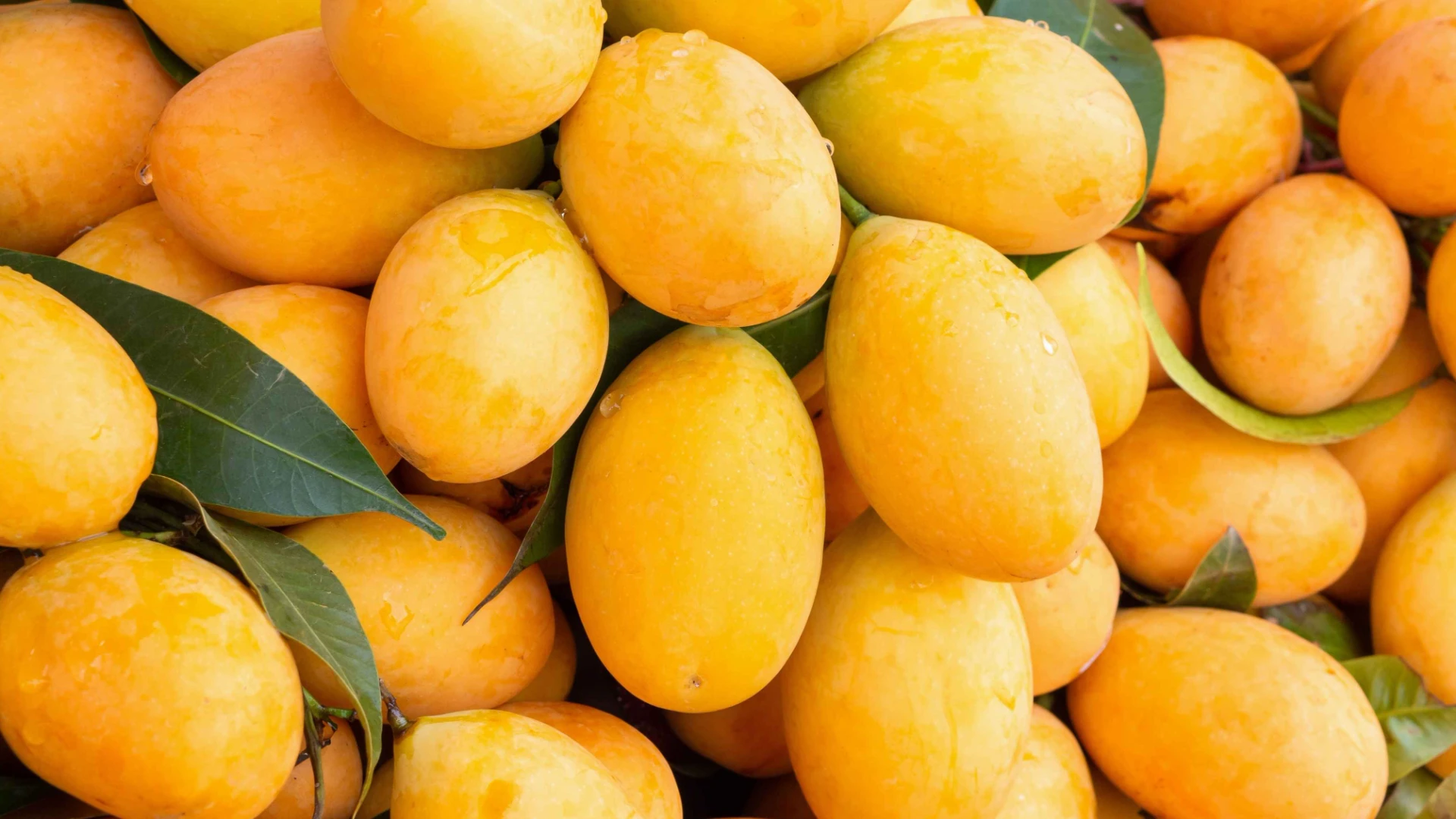 National Mango Day