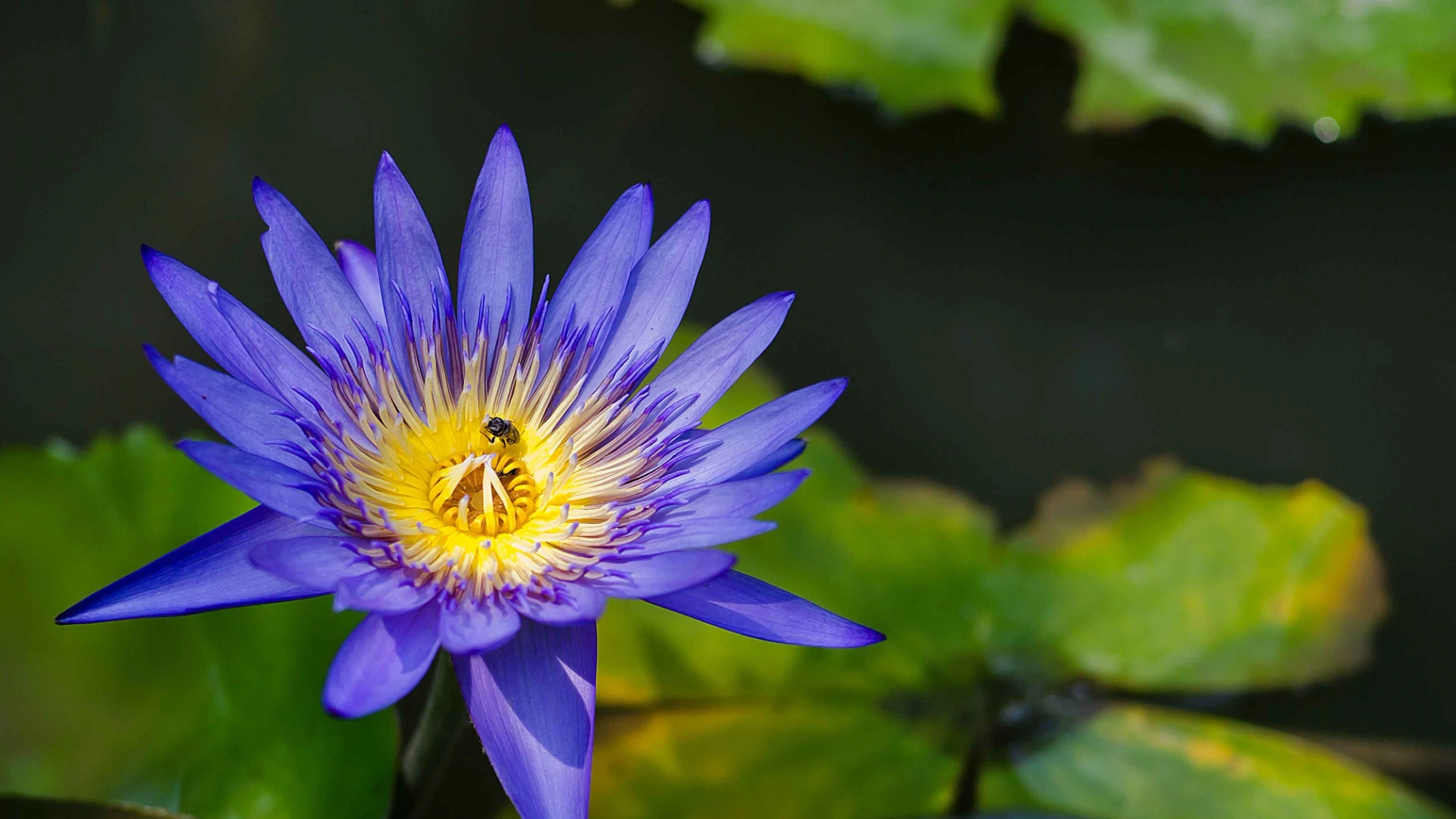 Blue Lotus