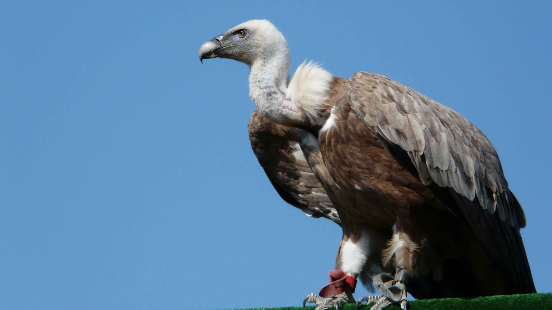 International Vulture Awareness Day