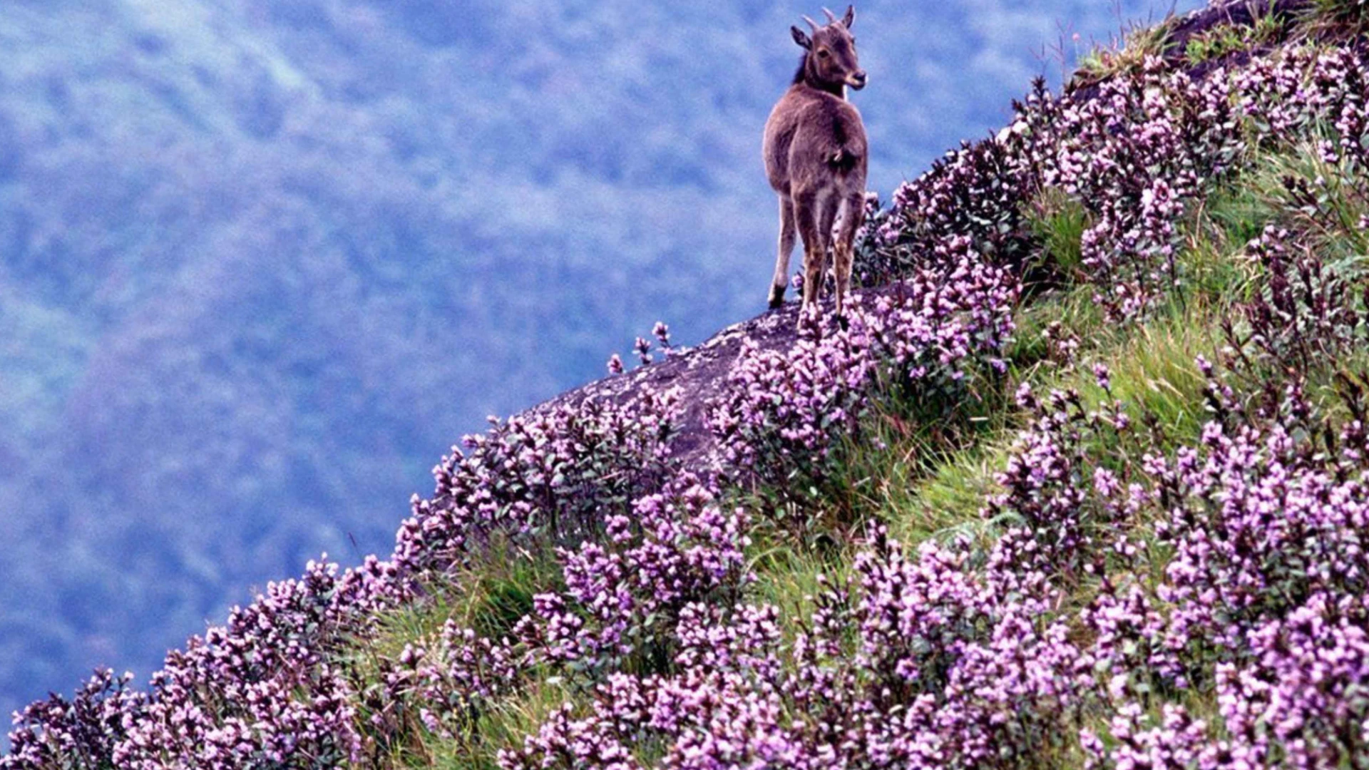 Neelakurinji Flowers
