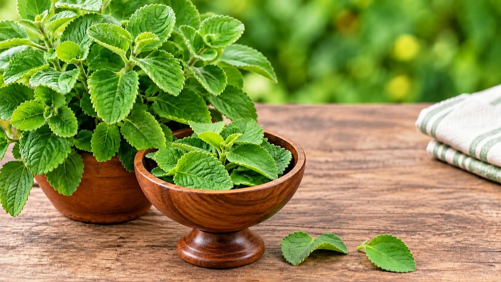 Ajwain Leaves for Health Benifits