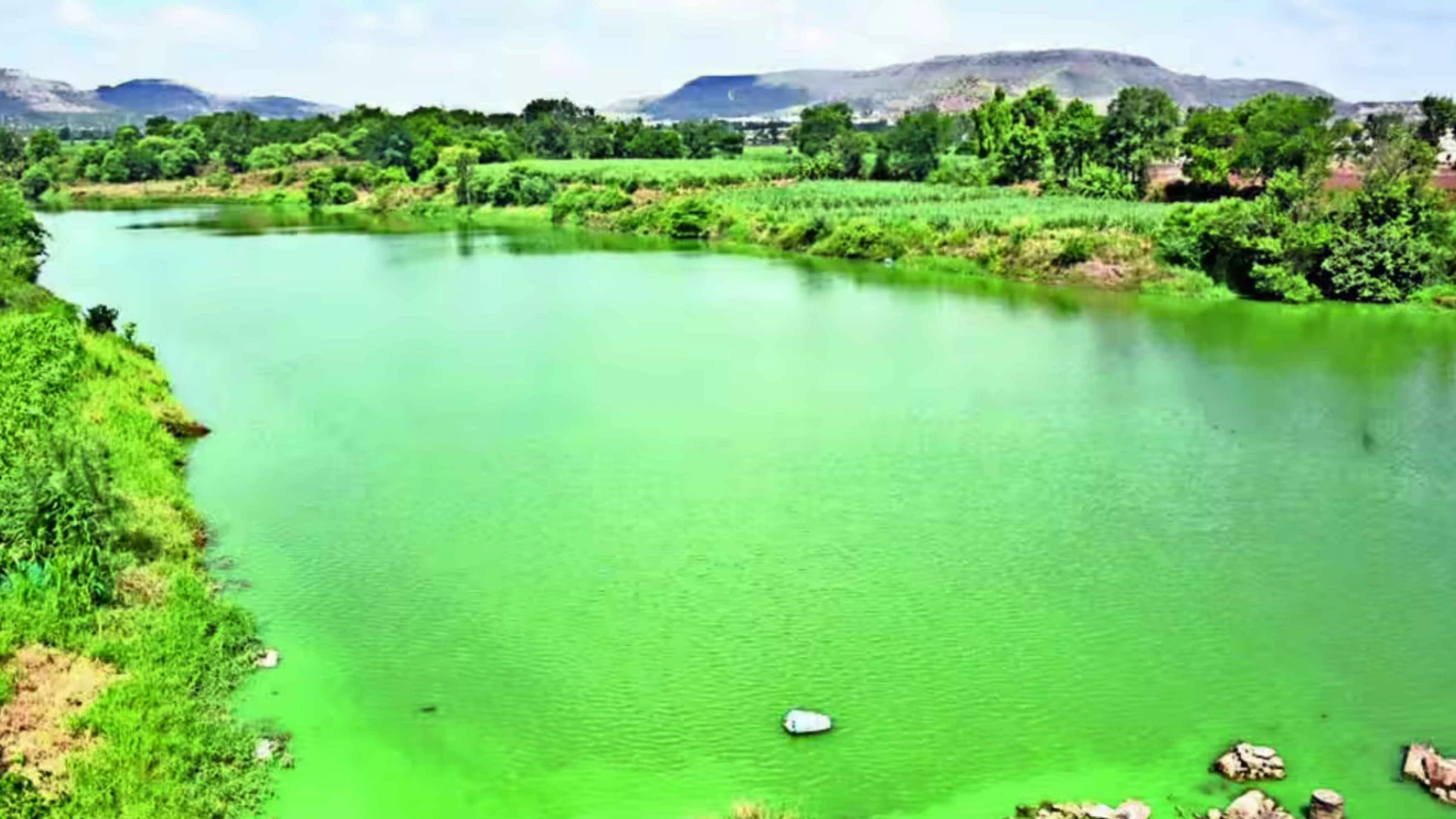 Krishna River Turns Green