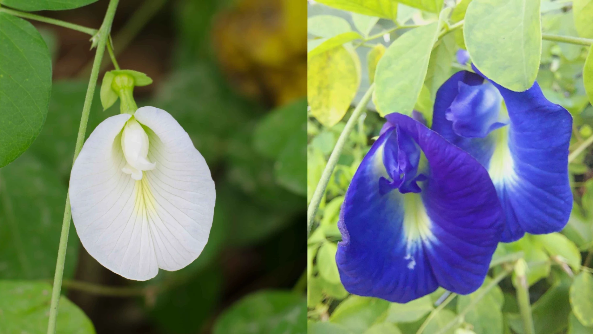 White vs Blue Butterfly Pea Flowers