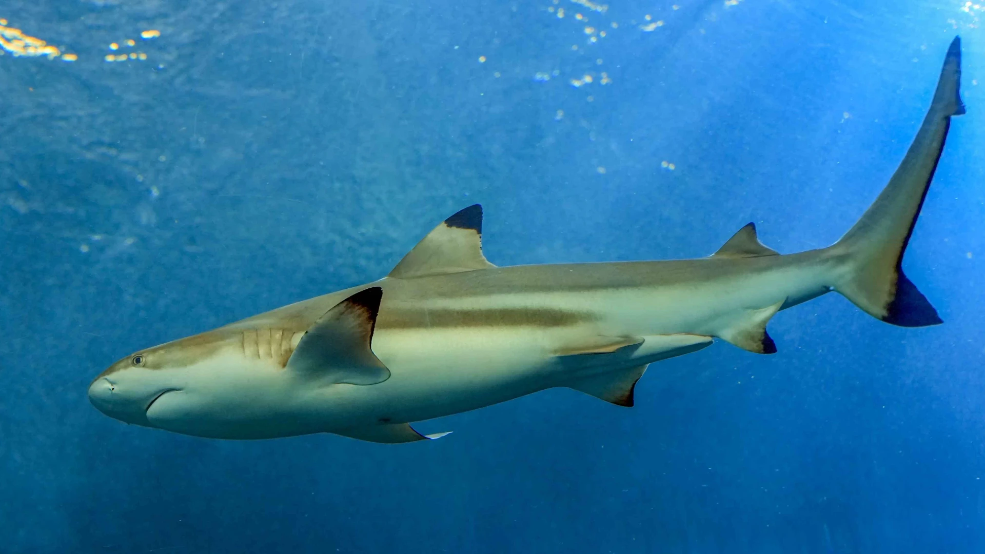 Shark Liver Oil in Vaccines