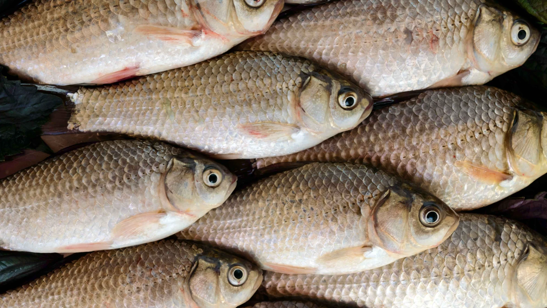 High Demand For Live Fish