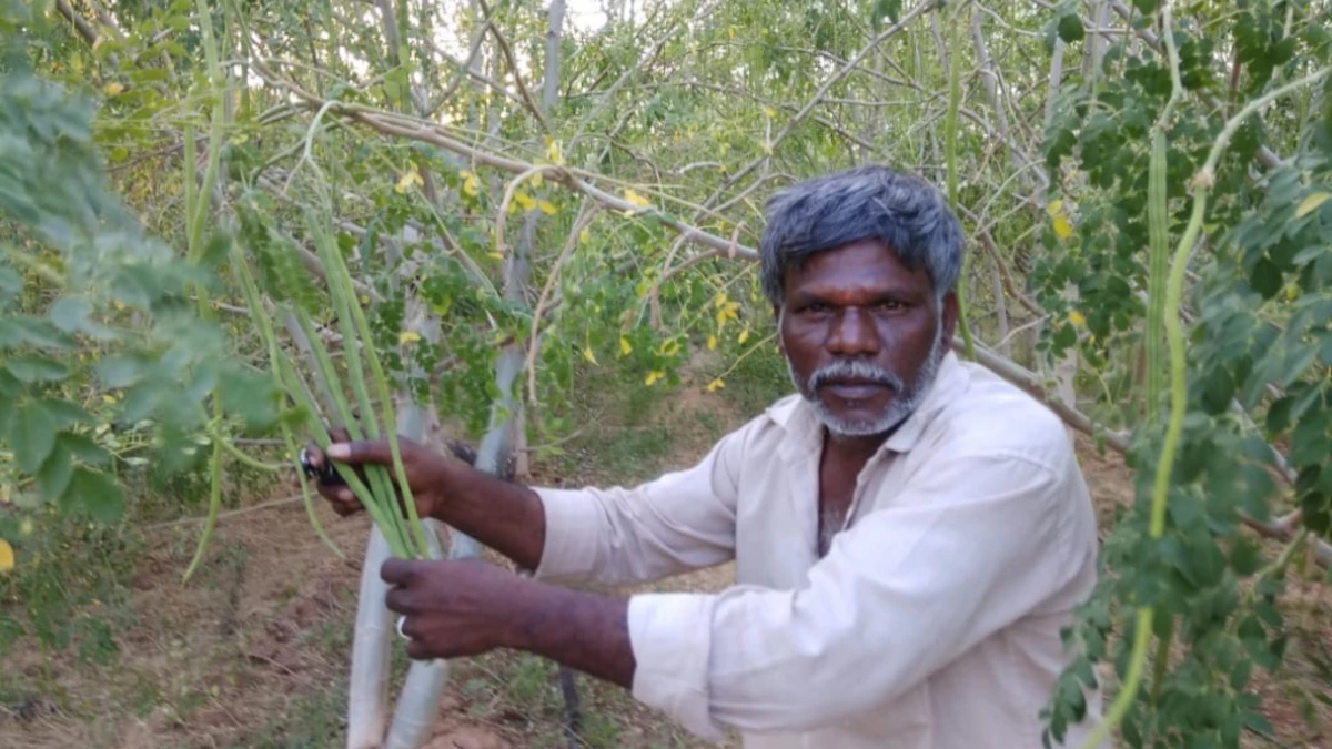 మునగాకు రైతులకు శుభవార్త