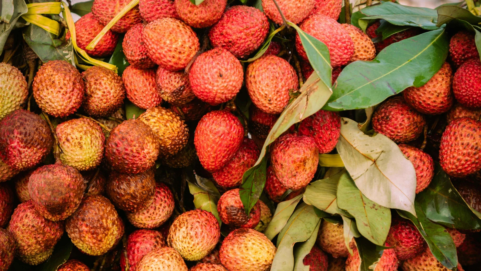 The Litchi Capital of the World