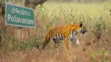 పోలవరంలో హై అలర్ట్: థర్మల్ డ్రోన్ కెమెరాకు చిక్కిన పెద్దపులి